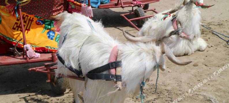 张北牧民大酒店图片