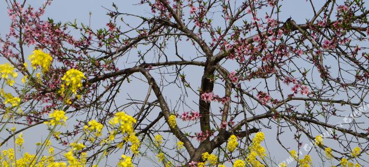广水天子山旅游度假庄园图片