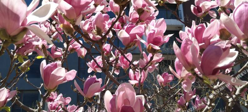 秦皇岛假日蓝湾海景公寓图片