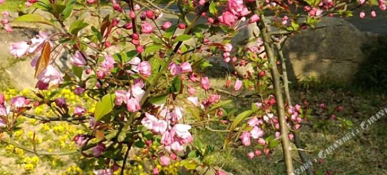 普陀山君来悦客栈图片