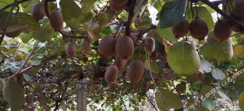 长兴东聚农家乐图片