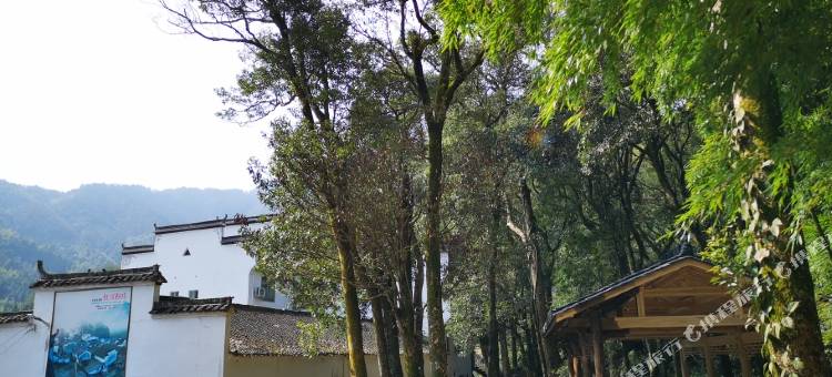 婺源红豆杉庄图片