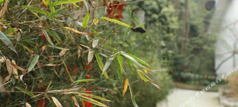 峨眉山竹韵小院(峨眉山报国寺店)图片