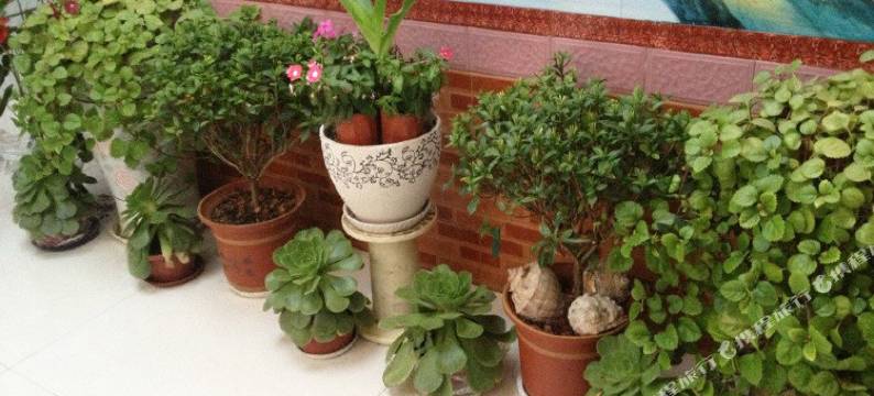 蓬莱龙欣渔家公寓图片