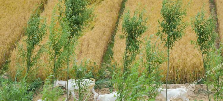 台前姜子牙的渡口图片