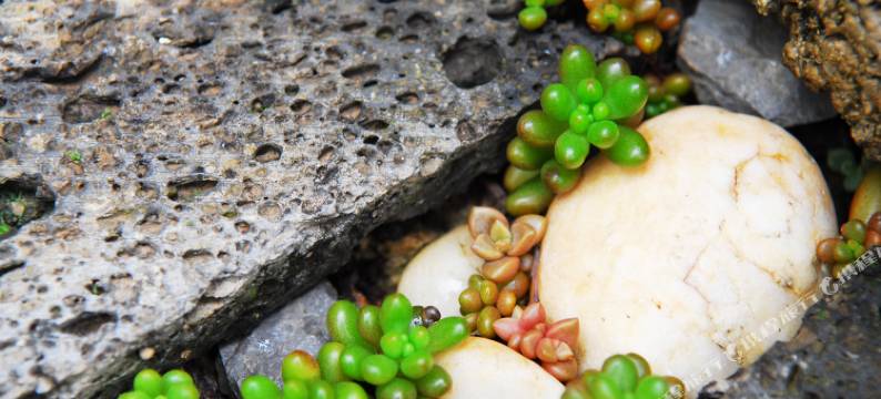 丽江束河澜院客栈图片