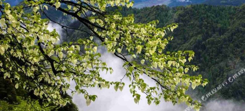 洪雅一品居民宿(瓦屋山景区店)图片