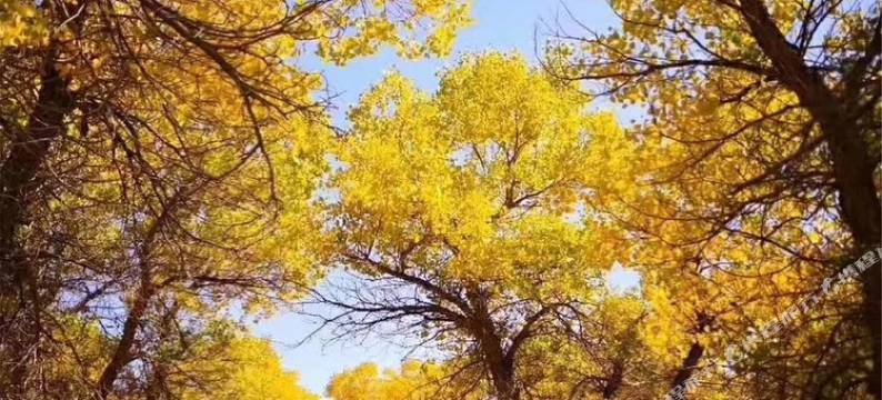 额济纳旗胡杨情结家庭客栈图片