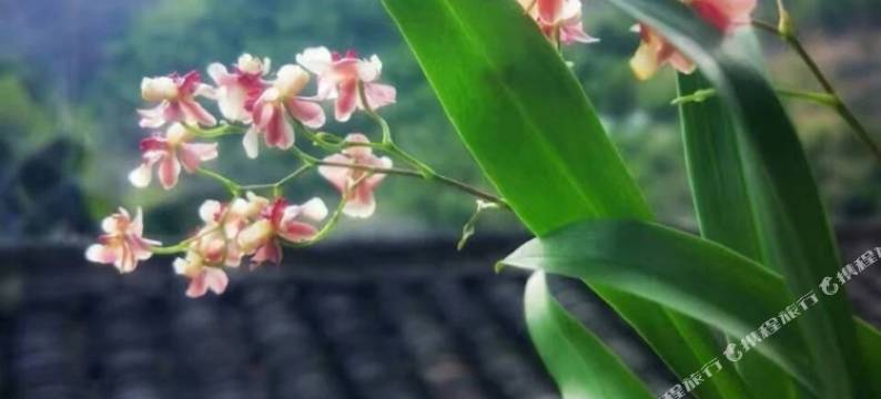 珠海塔罗之喜达民宿图片