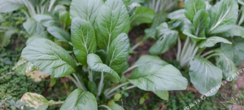 湖州安吉悦客独栋别墅紧邻凯蒂猫乐园图片