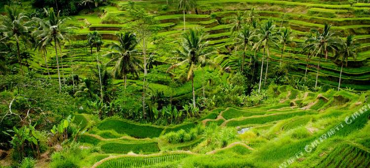 晟诗度假酒店及水疗与会议中心，世尊系列(Sens Hotel  Spa + Conference Ubud Town Centre)图片