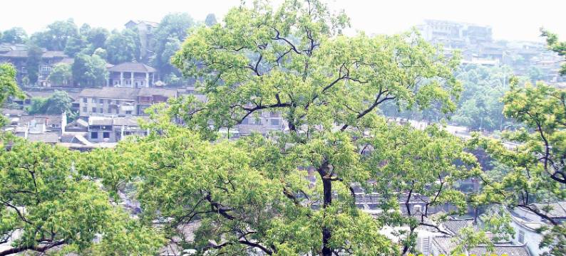 凤凰老同学宾馆图片