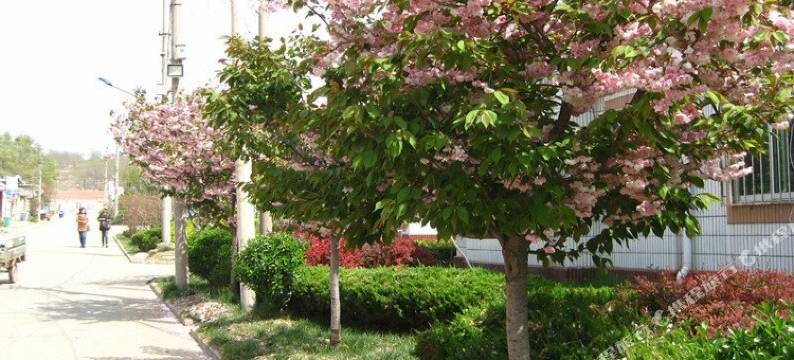 长岛金霞渔家图片