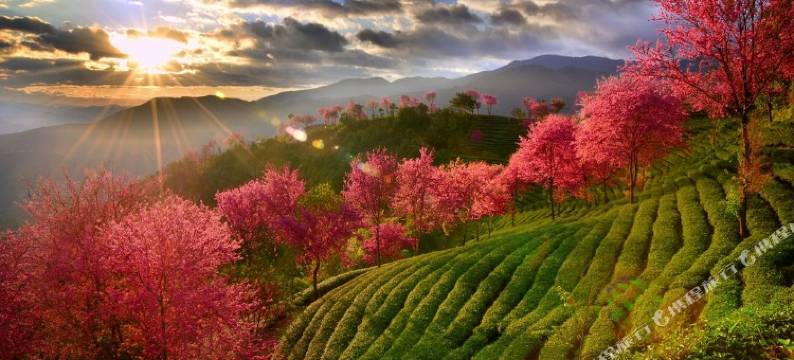 蜂巢驿站(南涧樱花谷店)图片