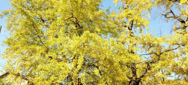 南雄香香农家菜馆(中坪书画生态园分店)图片