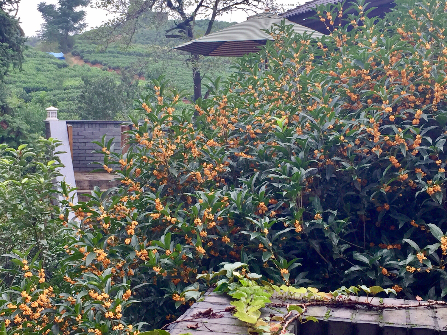 Tongshang Homestay Over view