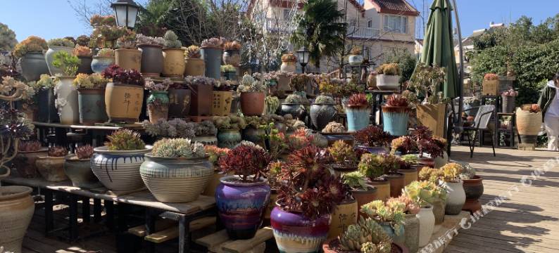 昆明滇池小栈花园别墅客栈图片