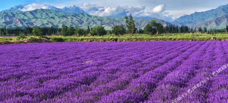 霍城见树民宿(晃晃村店)图片