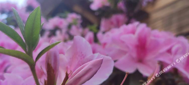 昆明莫兰迪酒店图片