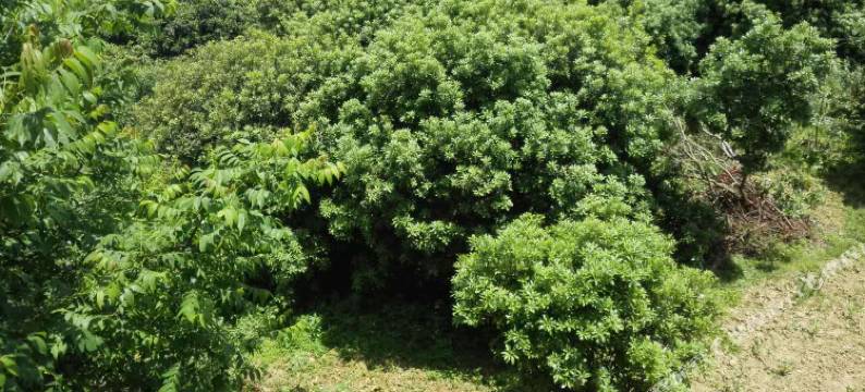 桐梓王强果园农家乐图片