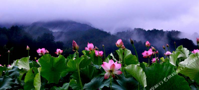 武夷山木屋民宿图片