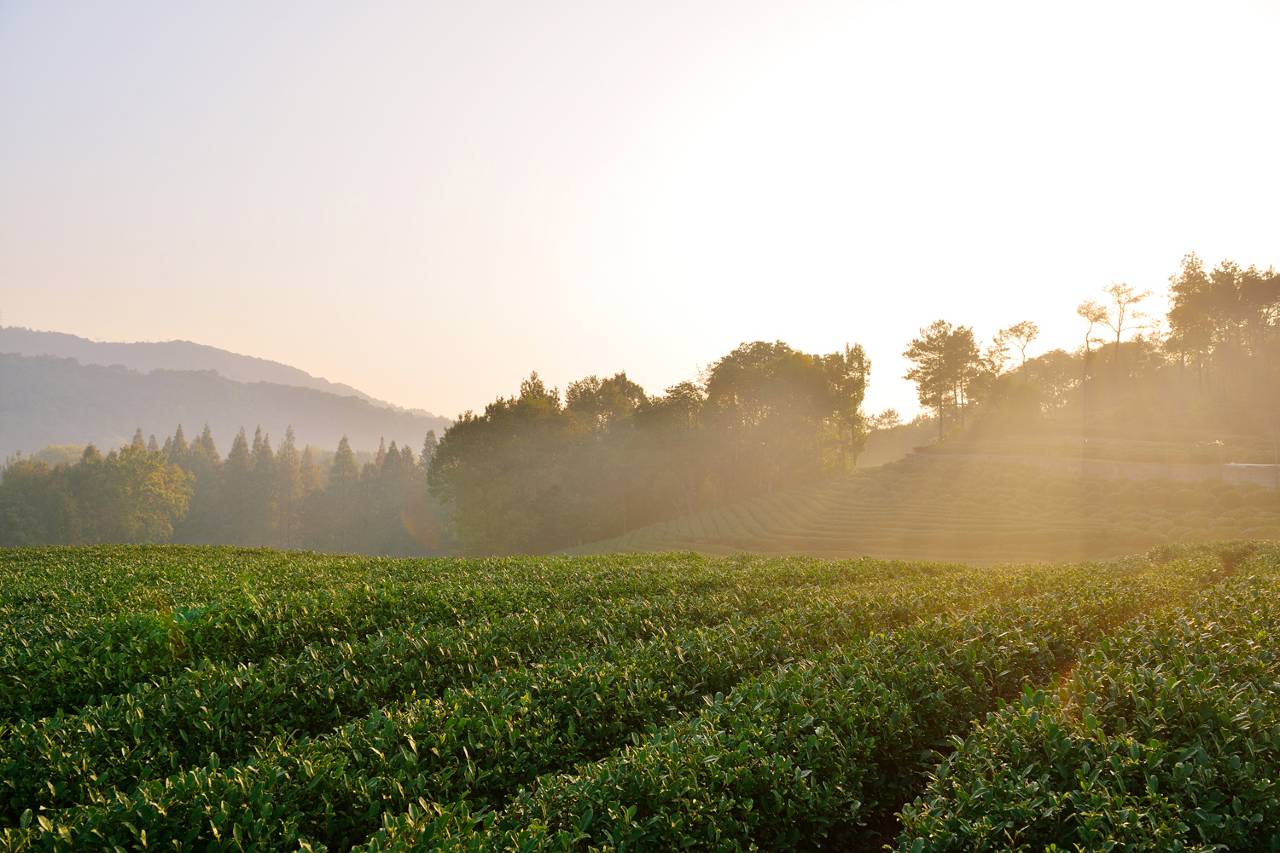 杭州千禧度假酒店图片