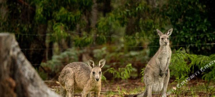 卡拉鲁度假村(Kalaru Holiday Village)图片