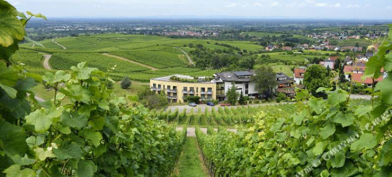 里宾霍夫酒店(Hotel Rebenhof)图片