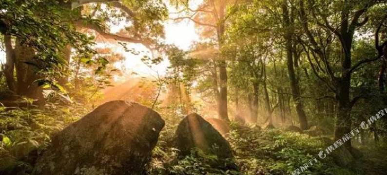 婺源红豆杉庄图片