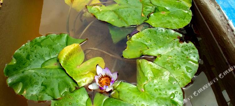 石林朴愫客栈图片