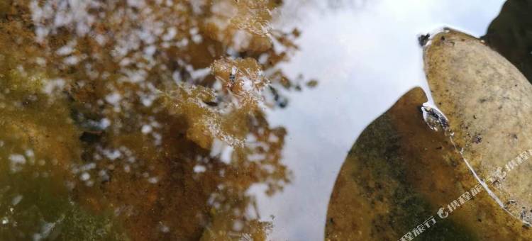 林芝柏栎荟舍酒店图片