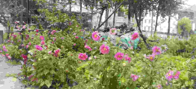 白云山金水湾农家乐图片