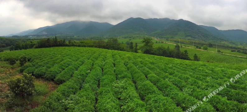 宜兴紫茗居别墅图片