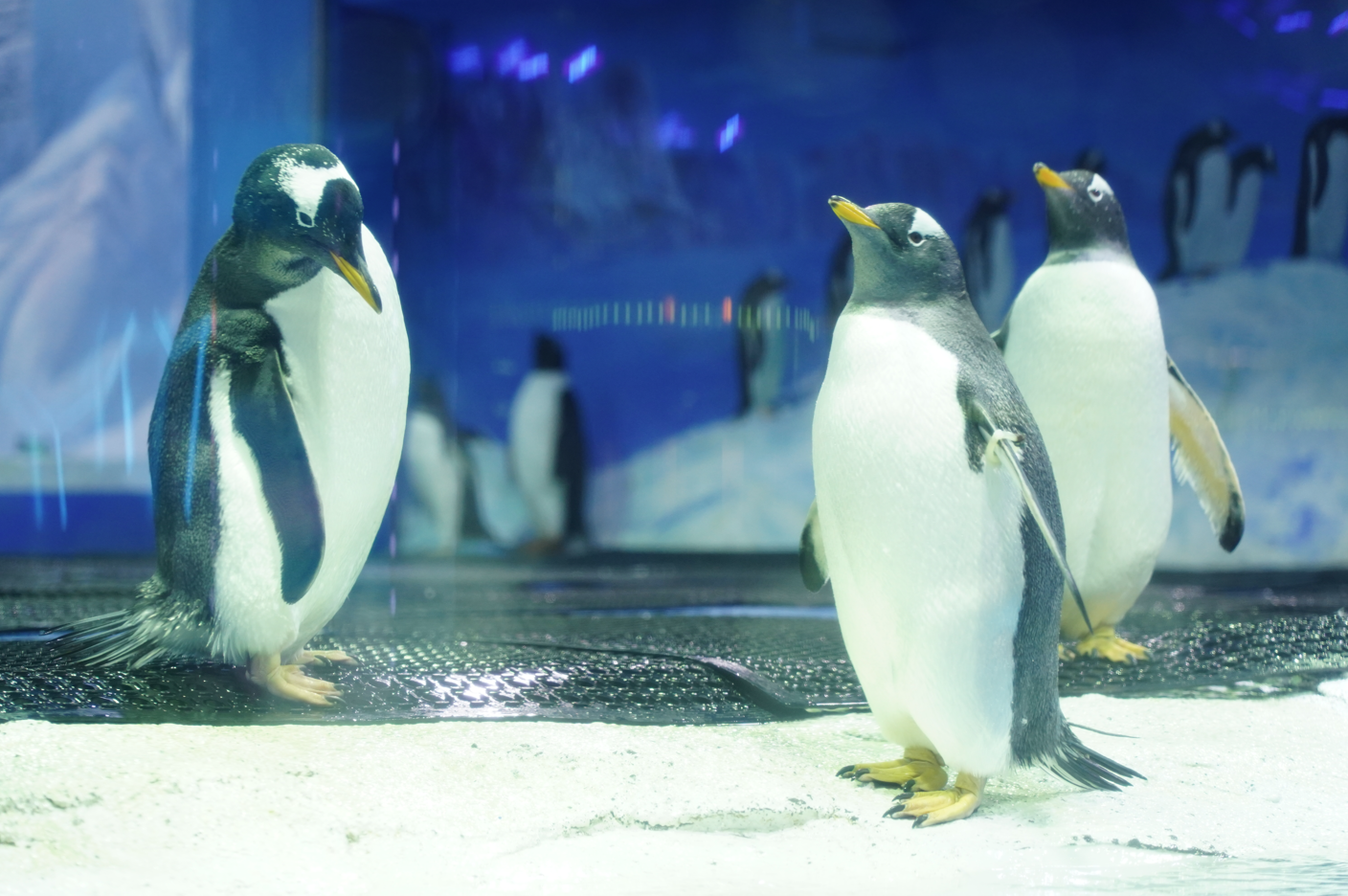 《直航船4天+暑期親子4大樂園》「正佳企鵝冰雪世界」「清遠長隆森林王國」「融創樂園」「融創國際大馬戲奇幻秘境」得利雪冰淇淋博覽館(任食雪糕)【一人一隻金蒜澳洲大帶子宴】中山廣州清遠純玩4天團