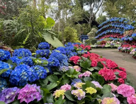 【3鑽】【💖母親節及父親節呈獻💖】台中+台北 賞花美景5天精彩之旅【全程只搬一次酒店】花季花IN台北、PARK2草悟廣場、苗栗花露農場、月眉糖廠 【3鑽】【💖母親節及父親節呈獻💖】台中+台北 賞花美景5天精彩之旅【全程只搬一次酒店】花季花IN台北、PARK2草悟廣場、苗栗花露農場、月眉糖廠