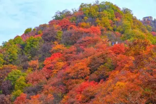 《賞紅葉+紅杉+直航船》 保證入住錦江集團旗下中山凱裏亞德酒店 特成沙公園(觀賞落羽杉) 圭峰山風景區(觀賞紅葉) 中山江門美景純玩2天團