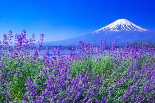 【大激安】東京、富士山五合目 6天 *憑銀聯推廣碼【UPJ320】每位勁減$320 千葉名山~鋸山(包乘登山纜車)、日本寺大佛、忍野八海+山中湖花之都公園~清流之里、木更津三井Outlet Park 【大激安】東京、富士山五合目 6天 *憑銀聯推廣碼【UPJ320】每位勁減$320 千葉名山~鋸山(包乘登山纜車)、日本寺大佛、忍野八海+山中湖花之都公園~清流之里、木更津三井Outlet Park