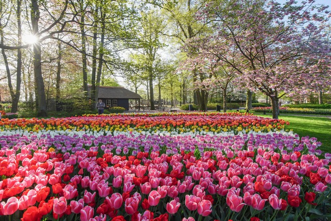 庫肯霍夫公園