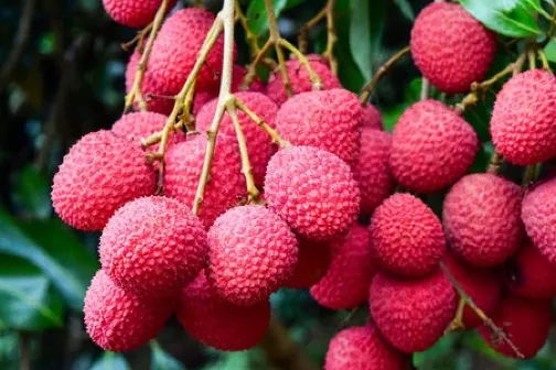 《季節限定~任摘任食時令荔枝》【鼎盛私廚~傳統順德菜】【(位上)黑松露花菇扣鮑魚+(位上)海味金蒜響螺湯宴】沙灣古鎮 開心四季果園(任摘任食時令荔枝) 中山美食純玩2天團 《季節限定~任摘任食時令荔枝》【鼎盛私廚~傳統順德菜】【(位上)黑松露花菇扣鮑魚+(位上)海味金蒜響螺湯宴】沙灣古鎮 開心四季果園(任摘任食時令荔枝) 中山美食純玩2天團