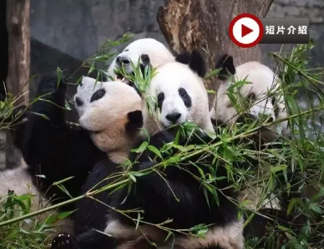【5鑽】重慶渝城奇景文化休閒6天高鐵團 重慶動物園熊貓館、重慶園博園、兩江遊船、山城巷步道、洪崖洞吊腳樓、重慶輕軌穿樓、魁星樓、磁器口古鎮【連住5晚豪華國際品牌重慶希爾頓酒店或渝融豪生酒店】 【5鑽】重慶渝城奇景文化休閒6天高鐵團 重慶動物園熊貓館、重慶園博園、兩江遊船、山城巷步道、洪崖洞吊腳樓、重慶輕軌穿樓、魁星樓、磁器口古鎮【連住5晚豪華國際品牌重慶希爾頓酒店或渝融豪生酒店】