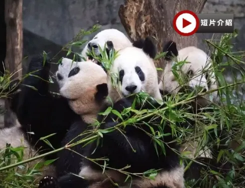 【5鑽】重慶渝城奇景文化休閒6天高鐵團 重慶動物園熊貓館、重慶園博園、兩江遊船、山城巷步道、洪崖洞吊腳樓、重慶輕軌穿樓、魁星樓、磁器口古鎮【連住5晚豪華國際品牌重慶希爾頓酒店或渝融豪生酒店】 【5鑽】重慶渝城奇景文化休閒6天高鐵團 重慶動物園熊貓館、重慶園博園、兩江遊船、山城巷步道、洪崖洞吊腳樓、重慶輕軌穿樓、魁星樓、磁器口古鎮【連住5晚豪華國際品牌重慶希爾頓酒店或渝融豪生酒店】