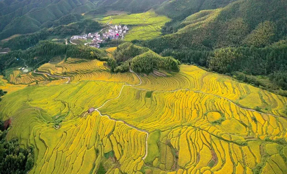 《秋天的童話~黃金稻田+粉黛花海》中國十大最美梯田「歐家梯田」+「萬山朝王觀景台」「峰林曉鎮」+「千穀溪~九重飛瀑」保證入住連州鉑威酒店+清遠中凱華府假日酒店(約600呎一房一廳客房) 清遠連南3天團 《秋天的童話~黃金稻田+粉黛花海》中國十大最美梯田「歐家梯田」+「萬山朝王觀景台」「峰林曉鎮」+「千穀溪~九重飛瀑」保證入住連州鉑威酒店+清遠中凱華府假日酒店(約600呎一房一廳客房) 清遠連南3天團