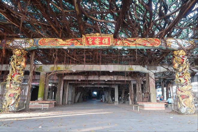 通樑古榕