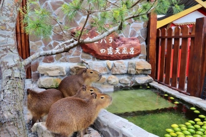 張美阿嬤農場