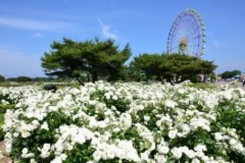 東京、茨城 日立海濱公園浪漫花海*憑推廣碼【DA768】每位勁減$500 東京、茨城 日立海濱公園浪漫花海*憑推廣碼【DA768】每位勁減$500