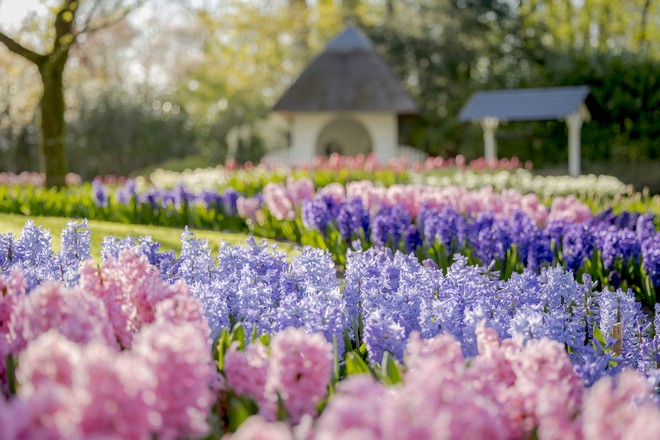 「庫肯霍夫公園」鬱金香花卉展