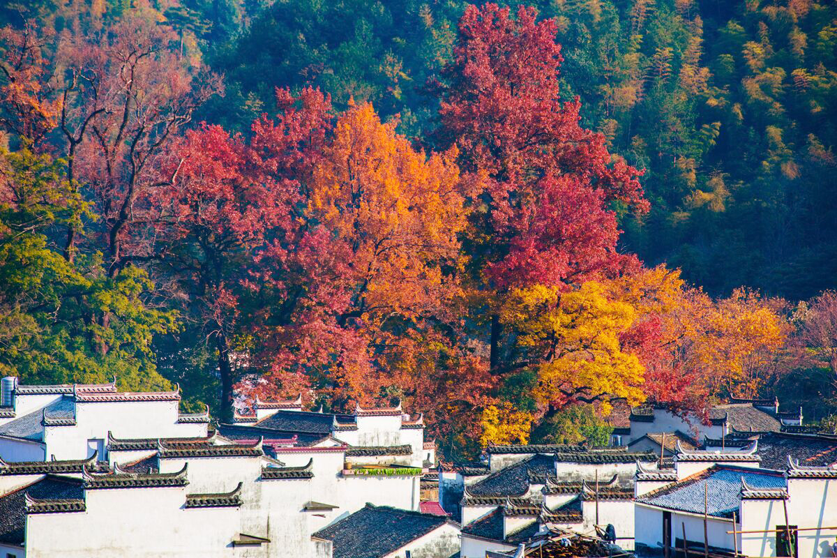 賞楓仙境婺源石城