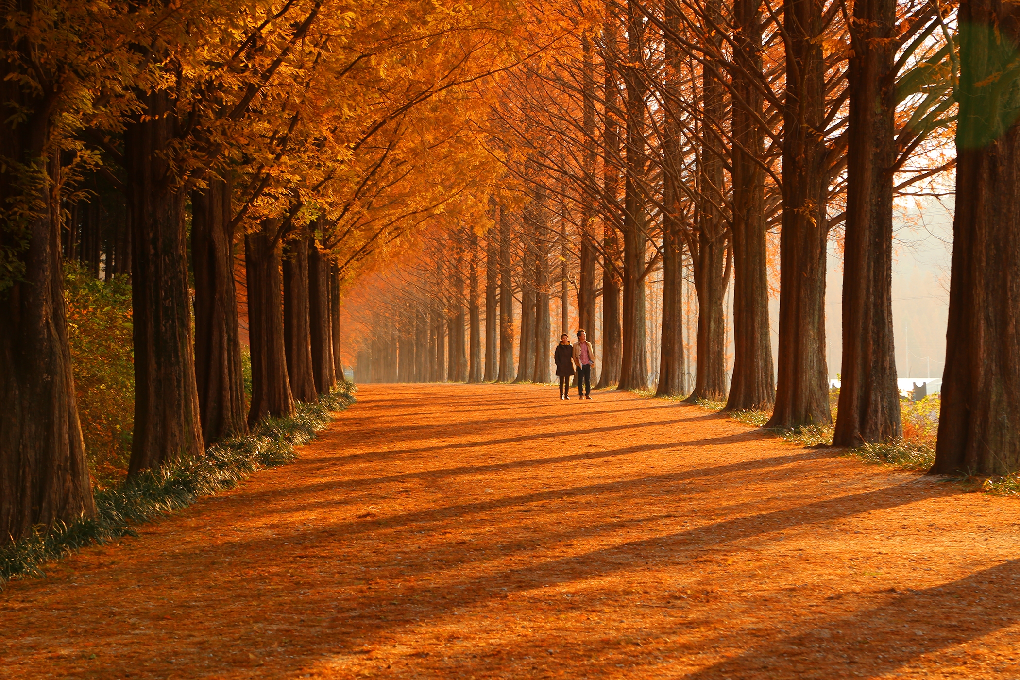 韓國深度秋楓7天之旅 ※大芚山道立公園+金剛排雲鐵索橋+三仙階梯、「無等山」芝山遊園地、全州韓屋村、靑松傳統正宗溫泉、注山池、周王山國立公園+大典寺、榮州Museom村、丹陽垂楊介星光隧道
