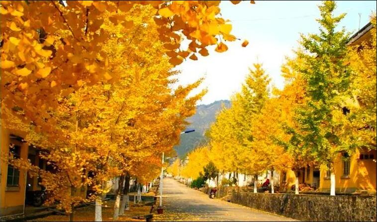 《金色童話~黃金銀杏》南雄帽子峰~觀賞金秋銀杏 【雲髻山灌湯燒鵝+金秋大閘蟹(每人一隻)】【福果養生老鴨湯+梅嶺鵝王宴】連續2晚保證入住韶關翁源龍泰酒店韶關美景純玩3天團