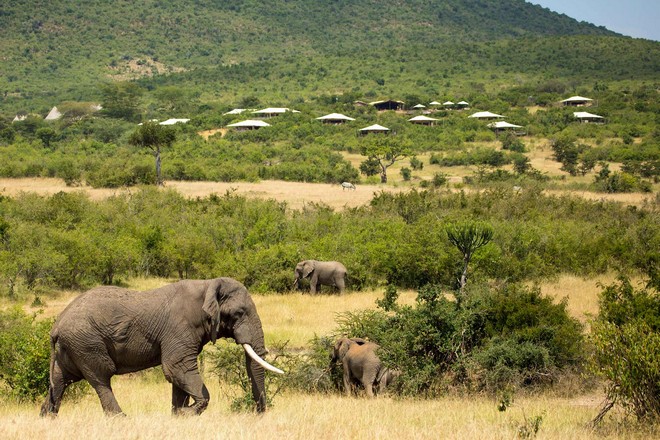 Mara_Bushtops Camp